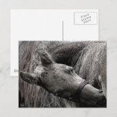 Natte Baby paarden Briefkaart (Voorkant / Achterkant)