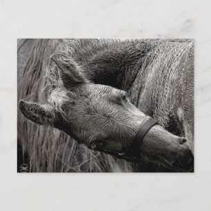 Natte Baby paarden Briefkaart