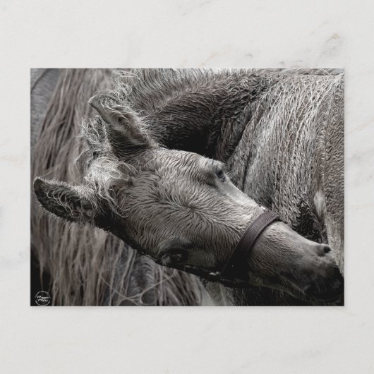 Natte Baby paarden Briefkaart (Voorkant)