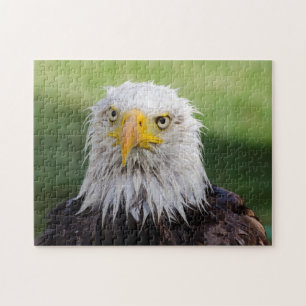 Natte Bald Eagle Legpuzzel
