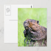 Natte bever briefkaart (Voorkant / Achterkant)