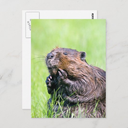 Natte bever briefkaart (Voorkant / Achterkant)