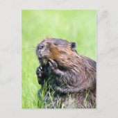 Natte bever briefkaart (Voorkant)