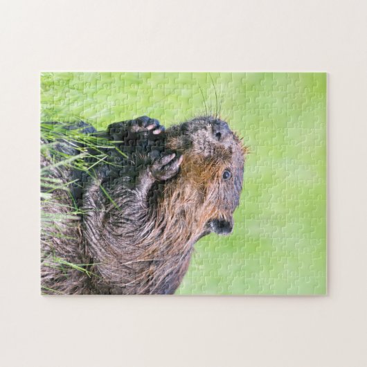 Natte bever legpuzzel (Horizontaal)