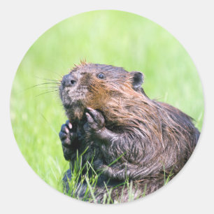 Natte bever ronde sticker