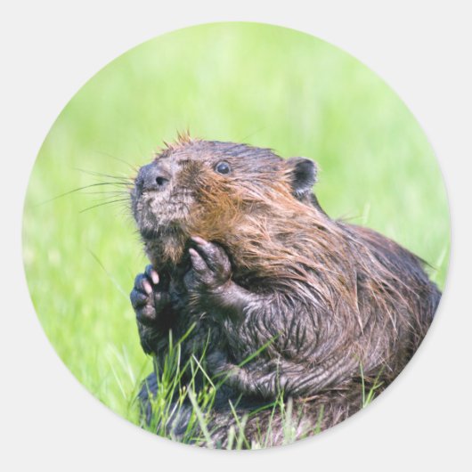Natte bever ronde sticker (Voorkant)