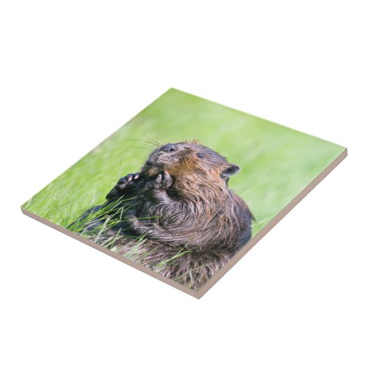 Natte bever tegeltje (Zijkant)