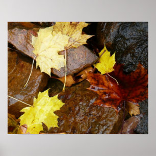 Natte bladeren en rotsen Herfst Natuurfotografie Poster