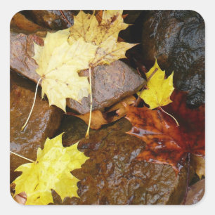 Natte bladeren en rotsen Herfst Natuurfotografie Vierkante Sticker