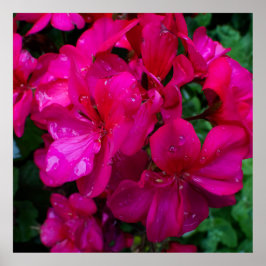 Natte bloem poster