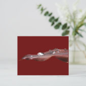 Natte Canna Lily leaf ~ briefkaart (Staand voorkant)