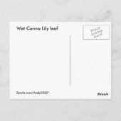Natte Canna Lily leaf ~ briefkaart (Achterkant)