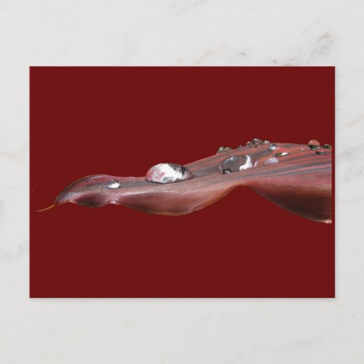 Natte Canna Lily leaf ~ briefkaart (Voorkant)