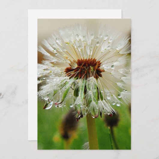 Natte Dandelion Feestdagenkaart (Voorkant / Achterkant)