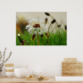 Natte Dandelion Poster (Keuken)