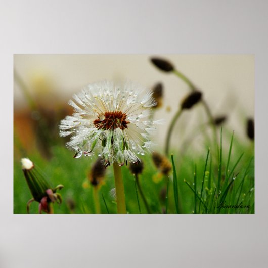 Natte Dandelion Poster (Voorkant)