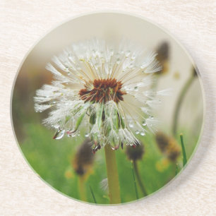 Natte Dandelion Zandsteen Onderzetter