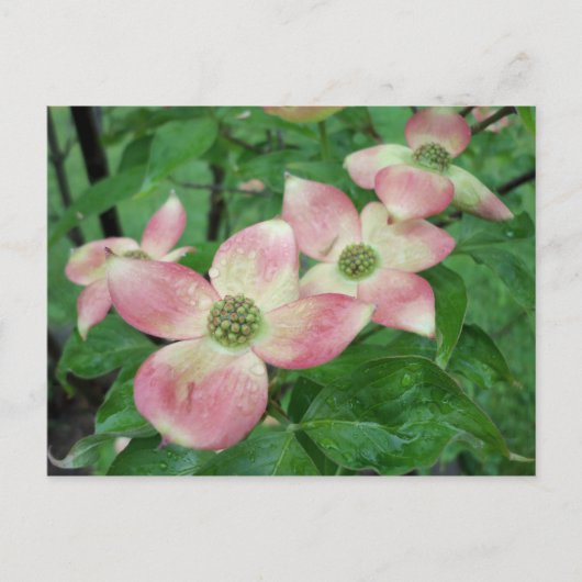 Natte Dogwood Blossom Briefkaart (Voorkant)