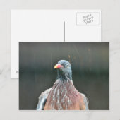 Natte duif briefkaart (Voorkant / Achterkant)