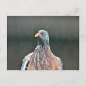 Natte duif briefkaart (Voorkant)