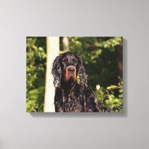 Natte Gordon Setter Ingepakt Canvas Afdruk