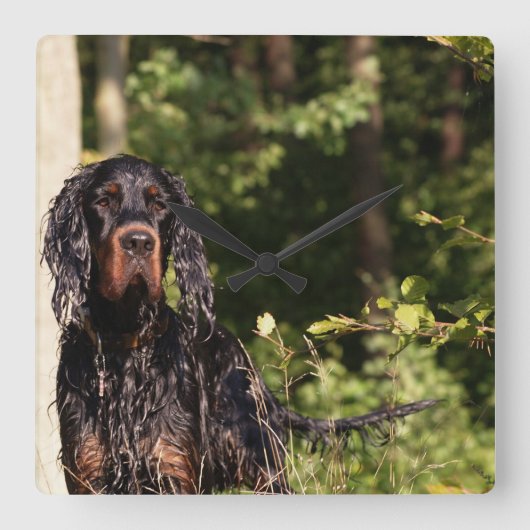 Natte Gordon Setter Square Wall klok (Voorkant)