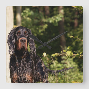 Natte Gordon Setter Square Wall klok