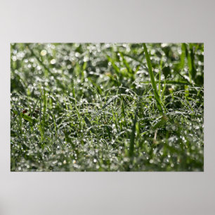 Natte gras in het Poster van de Morning Rain