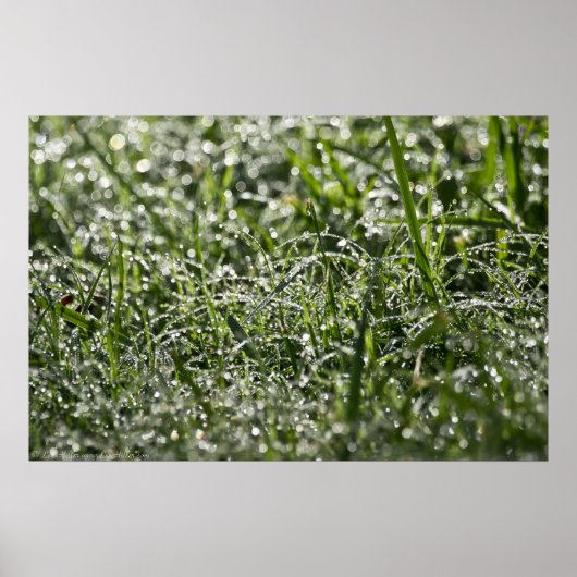 Natte gras in het Poster van de Morning Rain (Voorkant)
