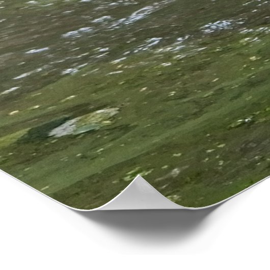 Natte Grizzly-Beer Poster (Hoek)