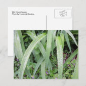 Natte groene bladeren briefkaart (Voorkant / Achterkant)