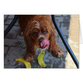 Natte hond met een Banaan