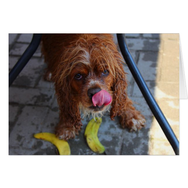 Natte hond met een Banaan (Voorkant Horizontaal)