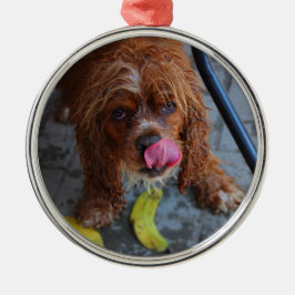 Natte hond met een Banaan Metalen Ornament