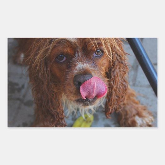 Natte hond met een Banaan Rechthoekige Sticker (Voorkant)