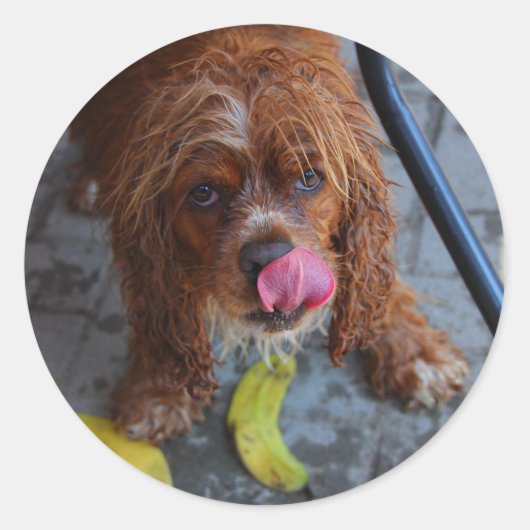 Natte hond met een Banaan Ronde Sticker (Voorkant)