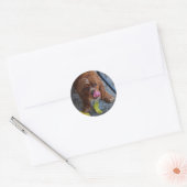 Natte hond met een Banaan Ronde Sticker (Envelop)