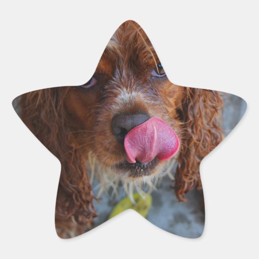 Natte hond met een Banaan Ster Sticker (Voorkant)