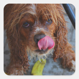 Natte hond met een Banaan Vierkante Sticker