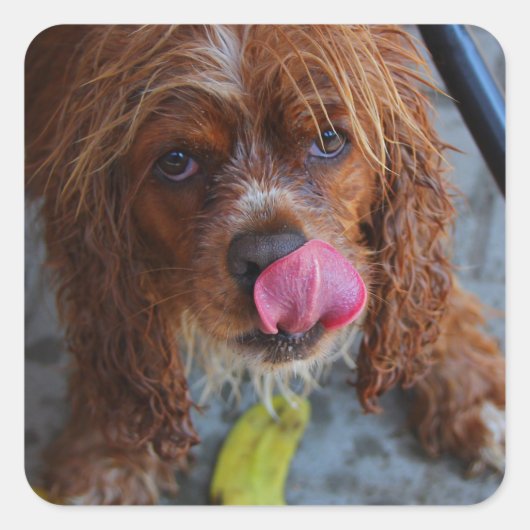 Natte hond met een Banaan Vierkante Sticker (Voorkant)