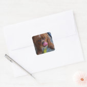 Natte hond met een Banaan Vierkante Sticker (Envelop)