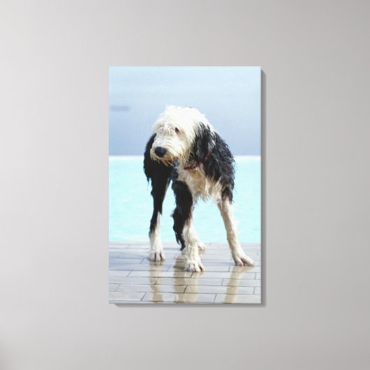 Natte hond op een zwembad canvas afdruk (Voorkant)