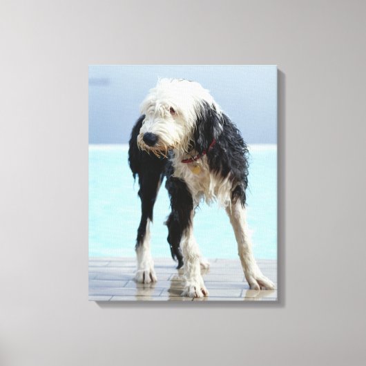 Natte hond op een zwembad canvas afdruk (Voorkant)