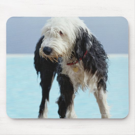 Natte hond op een zwembad muismat (Voorkant)