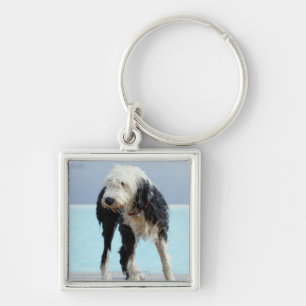 Natte hond op een zwembad sleutelhanger