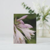 Natte Hosta Flowers Briefkaart (Staand voorkant)