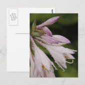 Natte Hosta Flowers Briefkaart (Voorkant / Achterkant)
