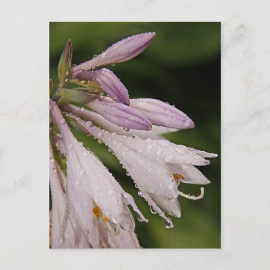 Natte Hosta Flowers Briefkaart (Voorkant)