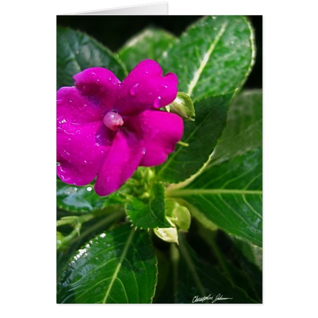 Natte impatiens Bloem 1 (Voorkant)