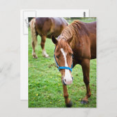 Natte kastannoot briefkaart (Voorkant / Achterkant)